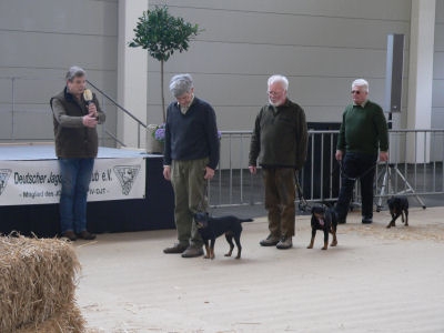 Jagdterrier bei der Vorführung