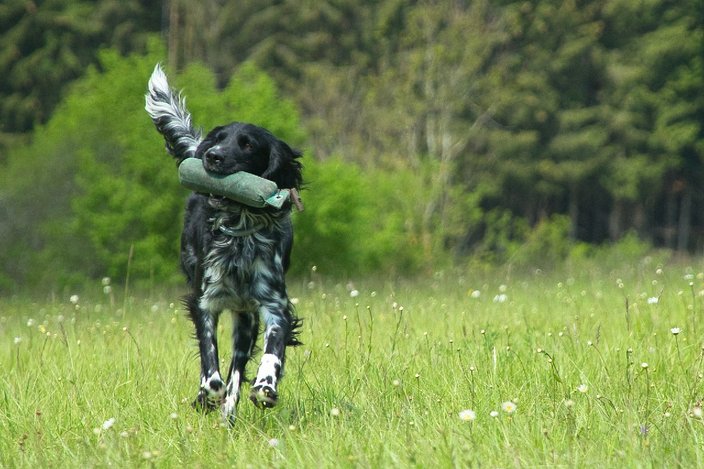 Apport!