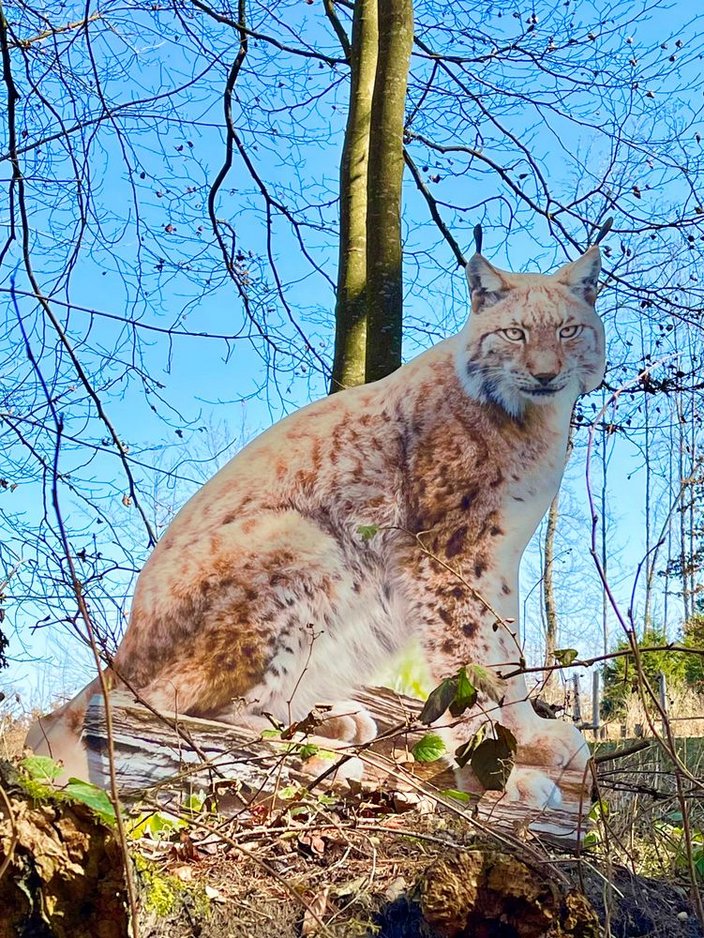Luchs