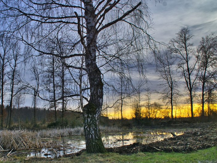 Feuchtbiotop Morgenweide